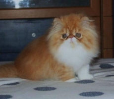 Kucing Persia Peaknose Pesek