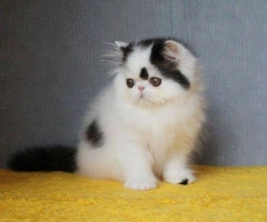 Kucing Persia Peaknose Pesek