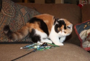Kucing Persia Peaknose Calico