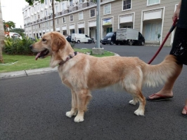 1 ekor betina golden retriever, stambum dan vaksin lengkap