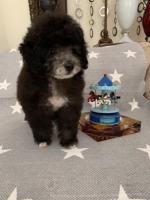 Anakan Silver Poodle Male High Quality