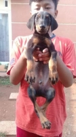 Doberman Jantan Usia 2 bulan buntut pendek