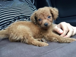 POODLE PUPPY BETINA STAMBUM DAN VAKSIN LENGKAP