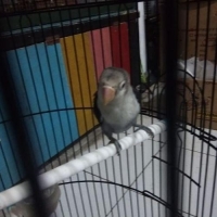 Lovebird Batman Fc Jantan Masuk Remaja