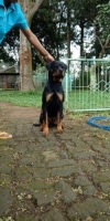 Rottweiler puppy bloodline import