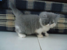 Kucing Persia Peaknose Pesek