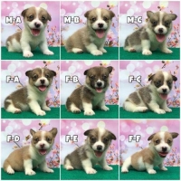 CORGI PUPPIES jantan & betina stambum-vaksin