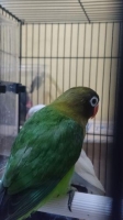 Lovebird Balibu Dark Green Perso Hybrid