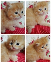 OPEN BOOKING ADOPT KITTEN PERSIA CUTE, SEHAT