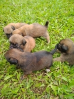 Anjing mix zitshu dan chiwawa