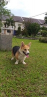 Anjing Welsh Corgi 8bln Jantan Stambun dan Vaksin