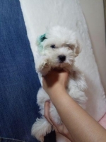 Anjing Maltese Stambum & Vaksin Lengkap