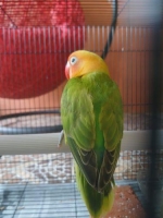 Burung Lovebird Split Bio (j) x Trah Bio (b)