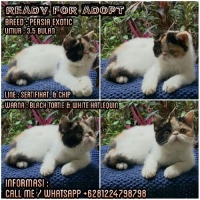 READY KITTEN PERSIAN EXOTIC
