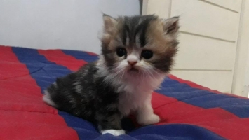 Kitten Persia Longhair Calico