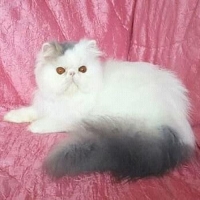 Kucing Persia Peaknose Pesek