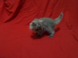 Kitten Himalaya x Persia Blue Cream
