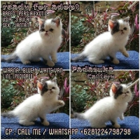 READY KITTEN PERSIAN EXOTIC