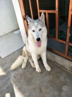 1 ekor Anjing siberian husky jantan stambum & vaksin lengkap.