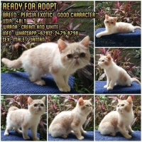 READY KITTEN PERSIAN EXOTIC