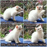 READY KITTEN PERSIAN EXOTIC