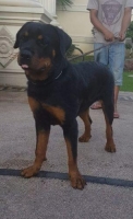 Anjing khusus peranakan juara