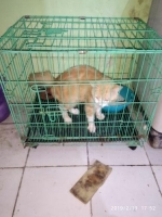 kucing persia medium big bone