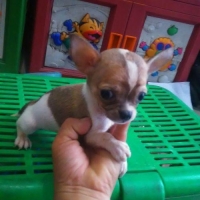 1 ek anakan chihuahua jantan putih coklat stambum vaksin 3 bulan
