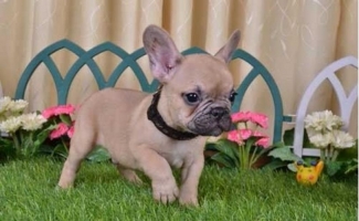 Anjing French Bulldog