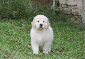 Anakan Anjing Golden