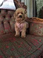 1 ekor anjing poodle sertifikat ada dan vaksin lengkap