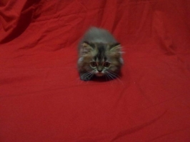 Kitten Persia Longhair Black Tabby Cream