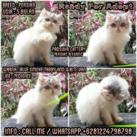 READY KITTEN PERSIAN LONGHAIR PEDIGREE