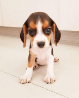 4 Ekor Anjing Beagle. 2 Jantan 2 Betina. Non stambum Non Vaksin