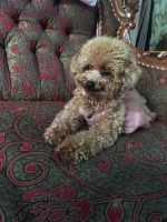 1 ekor poodle sertifikat ada dan vaksin lengkap