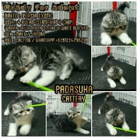 READY KITTEN PERSIAN EXOTIC PEDIGREE