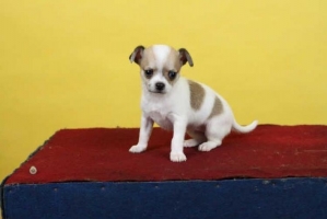 Anakan Anjing Chihuahua