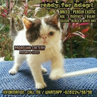 READY KITTEN PERSIAN EXOTIC NON PED