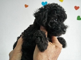 Tiny poodle jantan Dan betina, stb Dan vak