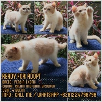 READY KITTEN PERSIAN EXOTIC