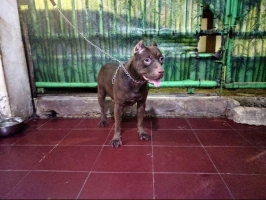 Indukan American Pitbull Terrier Produktif Berkualitas