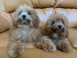 Anakan anjing red toy poodle betina dua ekor stambum,tato dan vaksin lengkap