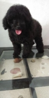 Black Toy poodle jantan, Sehat Dan lincah, bulu tebal Dan keriting, stb Dan vak