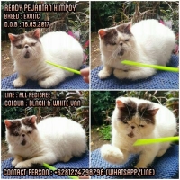 PEJANTAN PEAKNOSE NON PED