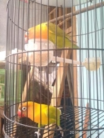 Lovebird pasjo dewasa sepasang burja
