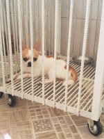 Anjing chi huahua 2 tahun jantan stambum tatto lengkap
