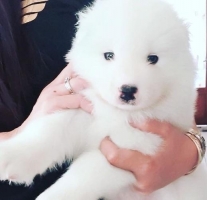 Samoyed Jantan keturunan Champion , stambum, vaksin lengkap