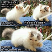 READY KITTEN PERSIAN LONGHAIR NON PEDIGREE