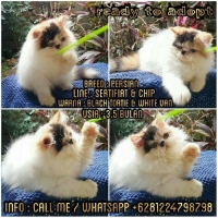 READY KITTEN PERSIAN PEDIGREE