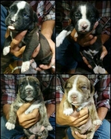 4 ekor American Pitbull terier betina